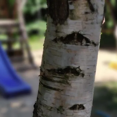 Niezapominajka Jura Σπίτι διακοπών Niegowa