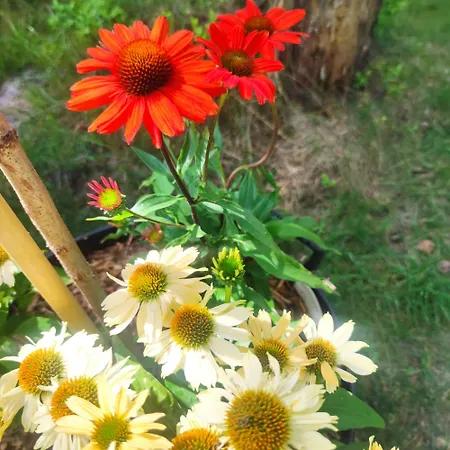 Σπίτι διακοπών Niezapominajka Jura Niegowa