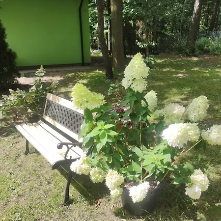 Niezapominajka Jura Niegowa