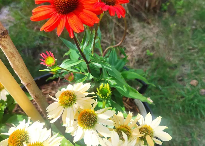 Casa vacanze Niezapominajka Jura Niegowa