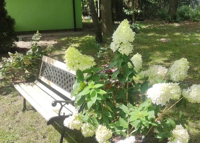 Niezapominajka Jura Niegowa